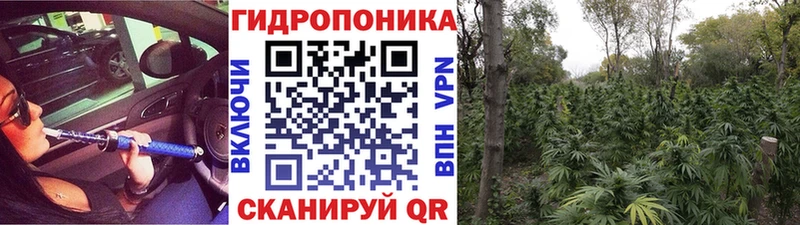 MEGA как зайти  Калининград  сайты даркнета какой сайт  Бошки Шишки OG Kush 